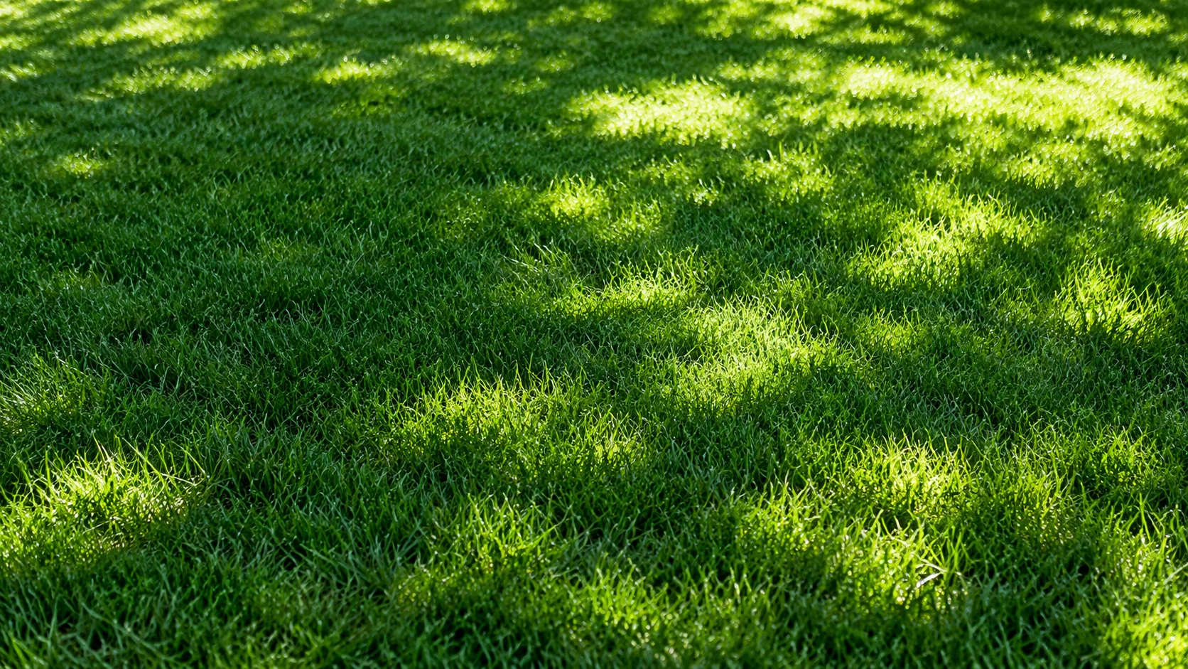 Soft leaf shadows and dappled sunlight across lush green grass