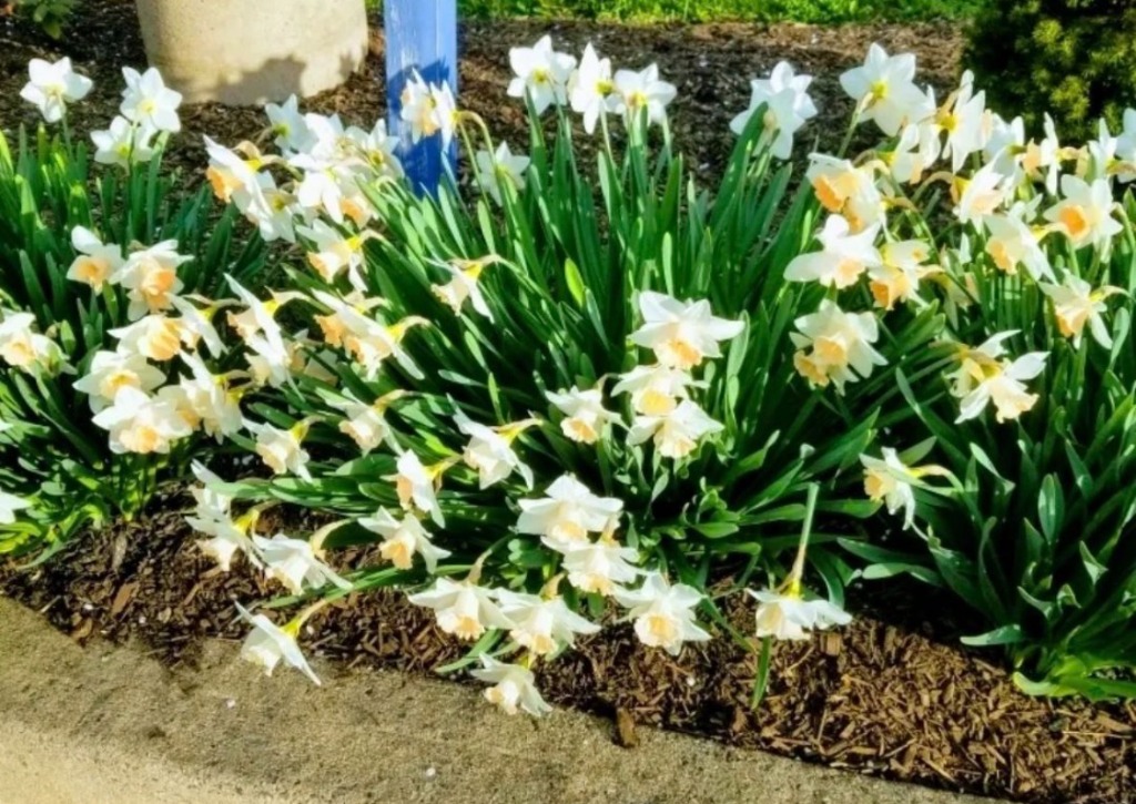 Professional lawn and garden maintenance in Richboro PA